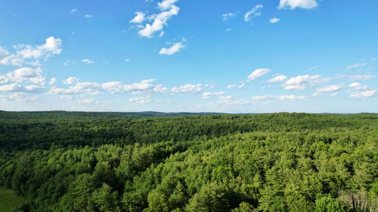 Forest background